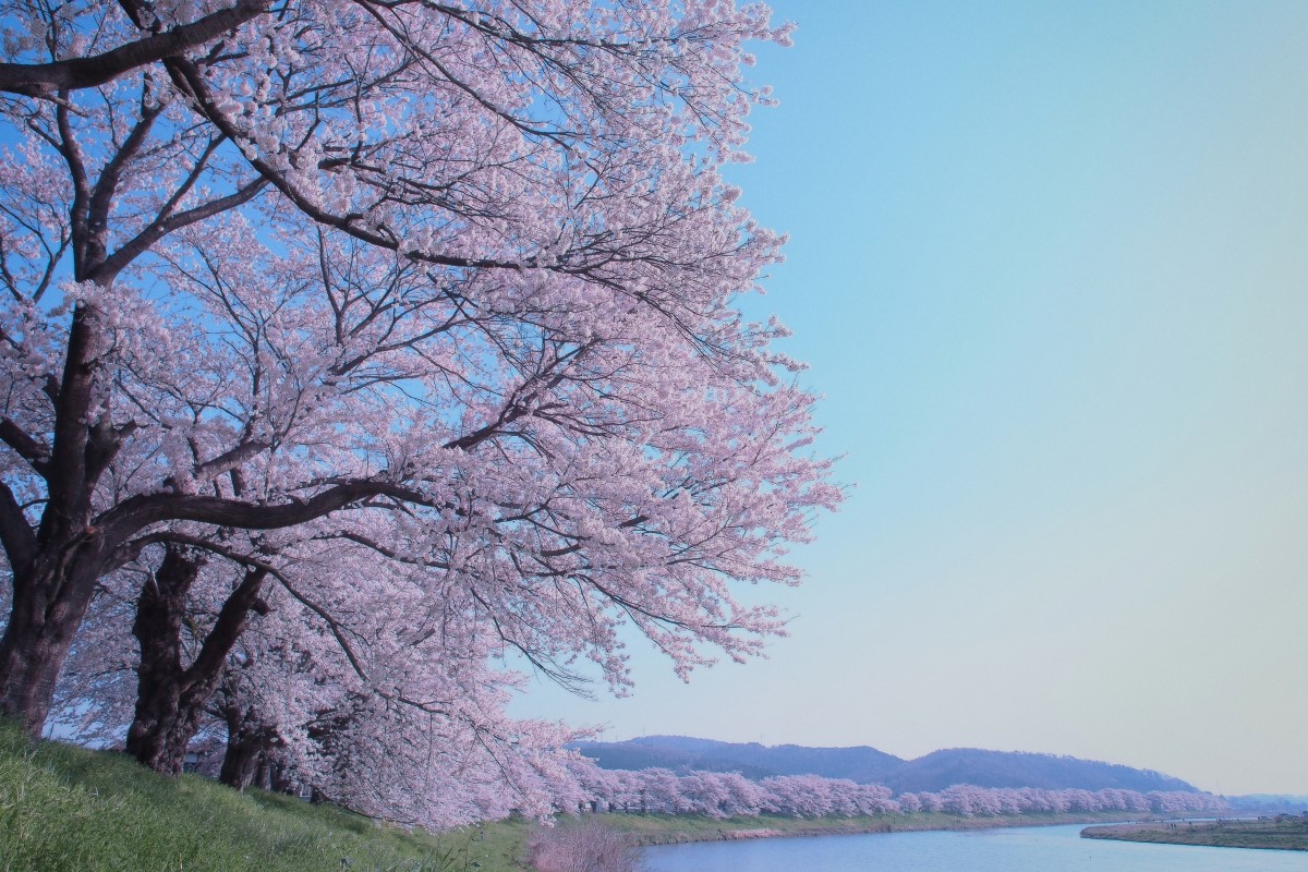 白石川堤一目千本桜